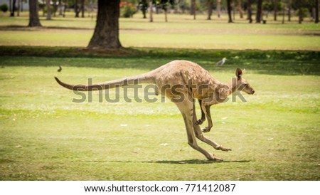 Kangaroos at golf club