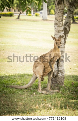 Kangaroos at golf club
