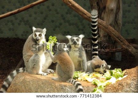 Photo of lemurs eating greens