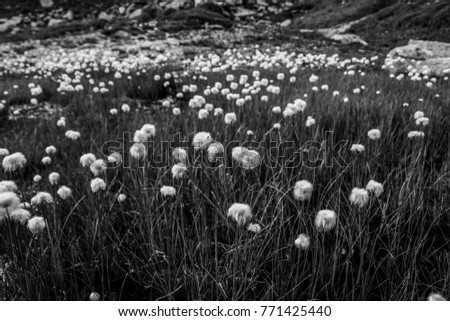 black and white pictured flowers in the austrian alp national park hohe tauern placed in a alpine meadow with thousands of the flowers
