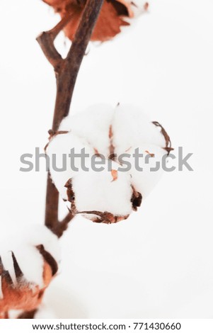 Closeup photo of cotton flowers in the white interior