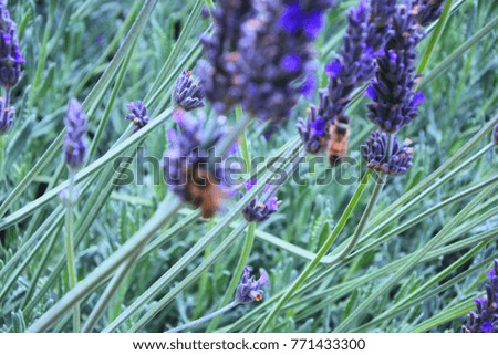 lavender flower close up