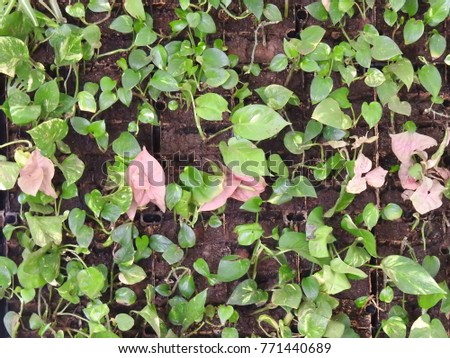 Epipremnum aureum leafs. It is a popular houseplant. It also known as many common names golden pothos, hunter's robe, ivy arum, money plant, silver vine, Solomon Islands ivy and taro vine.