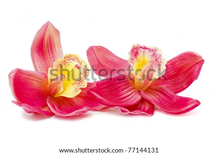 Beautiful pink orchid isolated on white background Royalty-Free Stock Photo #77144131