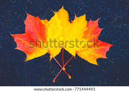 maple autumn leaves on a blue background