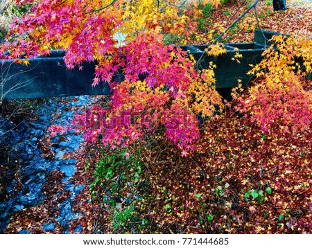 Autumn color change is season colorful with red leaves alternates beautiful blue sky nature background in Kawaguchigo Japan.