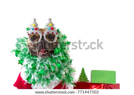 French bulldog in Christmas and new year concept on white background Royalty-Free Stock Photo #771447502