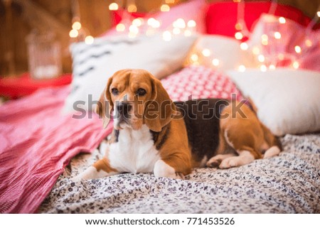 cute dog in the christmas lights