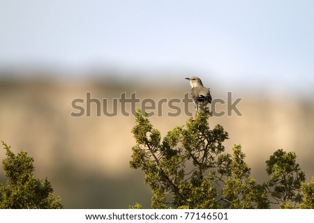 Northern Mockingbird in Palo Duro Canyon State Park in Texas