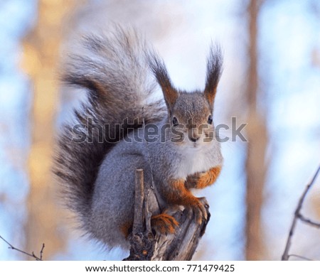 Gray squirrel on tree branch. 