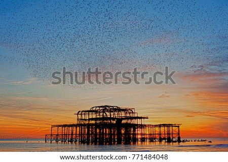 High definition and artistic image of murmuration over the ruins of Brighton's West Pier on the south coast of England. A flock of starlings swoops over the pier at sunset before roosting.