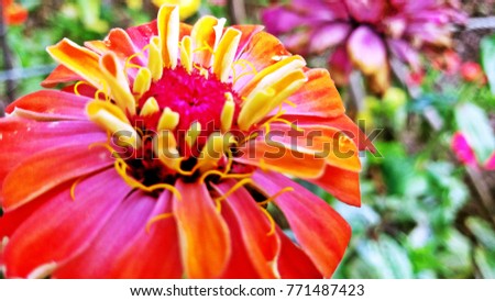 colorful flower petals background