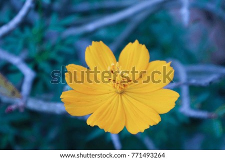 yellow flower Against the background of flowers Flowers in Winter