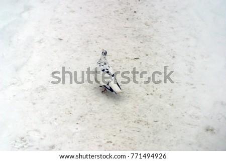 A beautiful pigeon with white and black plumage walks through the snow, a snowdrift. Symbol of peace and prosperity. Winter background