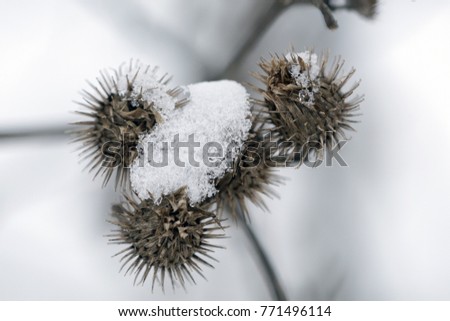 a frozen bucket of snow captured on dry thistles at the beginning of winter