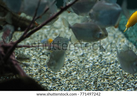 Sea transparent fish, pictures taken under water.