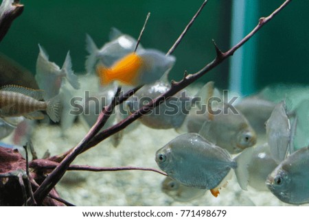 Sea transparent fish, pictures taken under water.