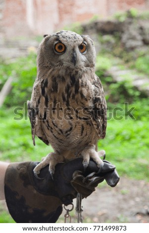 The trained owl setting on hand, european bird, nature in Russia.