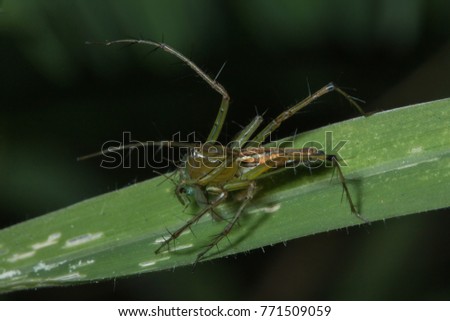 lynx spider eating mosquito on green leaf
