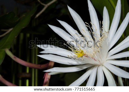 Closeup THAI Climbing cactus flower at night,In Thailand is called "BOTAN Flower"
