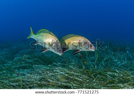 two dark corb fish over a field of sea weed