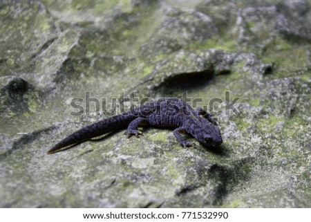 salamander on a rock