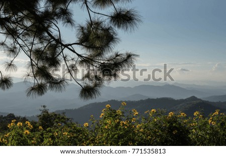 a landscape picture of mountain, yellow flowers and pine tree