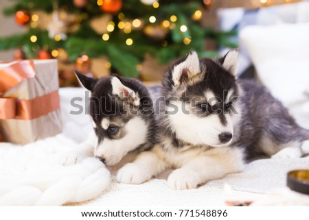 Two puppy Husky dog with amazing gift box in background Christmas tree lights. New Year holiday card calendar. Winter family home. Friends couple. Beautiful animals life. Amazing baby.