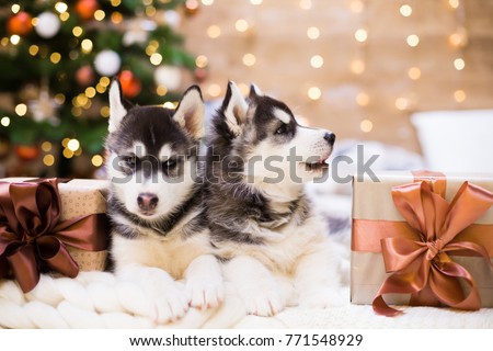 Two puppy Husky dog with amazing gift box in background Christmas tree lights. New Year holiday card calendar. Winter family home. Friends couple. Beautiful animals life. Amazing baby.