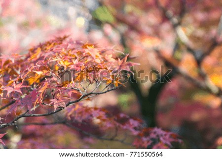 colorful maple leaf in the autumn . 