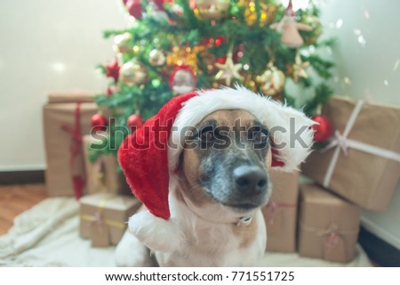 Dog and Christmas tree