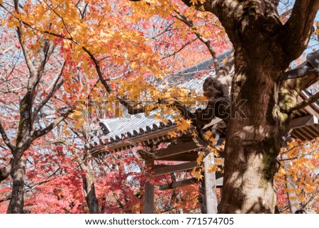 Beautiful fall color of Jojakko-Ji, Kyoto, Japan