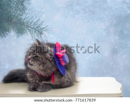 Kitty in a bonnet on a winter background