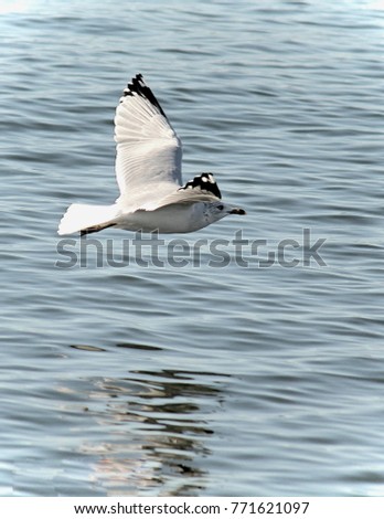 gull with beautiful black tipped wings flying over blue water with its reflection in the blue water