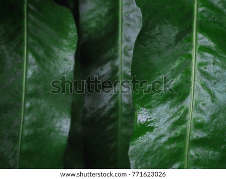 Fresh green leaves. Dark tone leaf in garden for natural tropical texture background and exotic style wallpaper.
