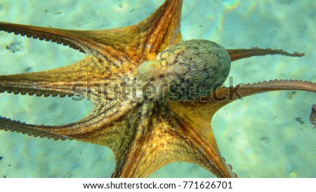 Underwater photo of octopus in tropical sandy beach with clear waters