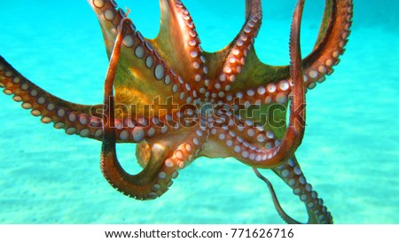 Underwater photo of octopus in tropical sandy beach with clear waters