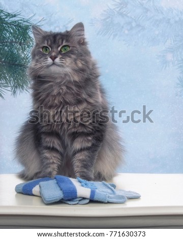 Kitty and winter blue mittens