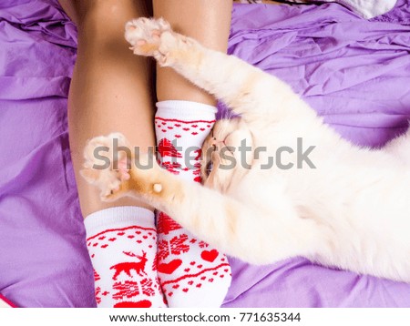 Cat lying on sofa in living room decorated for Christmas, female legs in Christmas socks, next to the cat curled up, the concept of comfort