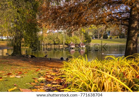Scenic view of birds in a lake park. Autumn season in Wiesbaden (Hesse), Germany.