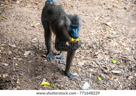 monkey baboon eating a leaf
