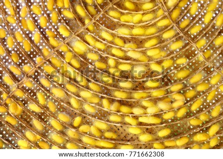 Alive yellow silkworm cocoons in weave bamboo basket