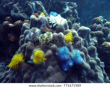 Sea worms serpulids live in calcareous tubes immersed in a living coral. The tentacles are arranged in two spirals. The size of the corolla is up to 1.5 cm. The color is varied. Royalty-Free Stock Photo #771671989