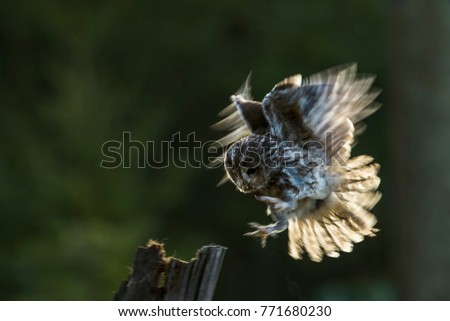 Imanigation. Very slow landing of owl has been captured in a single photo. Wings in motion are shined by the morning sun. Neutral background of a green forest. Tawny Owl, Strix aluco.