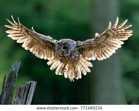 Beautiful landing owl in the backlight, feathers of wide-spread wings and tail illuminated by the morning sunshine. Tawny Owl, Strix aluco. Royalty-Free Stock Photo #771680236