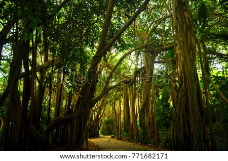 Path into the Bayan tree forest. Fregate island, Seychelles. Royalty-Free Stock Photo #771682171