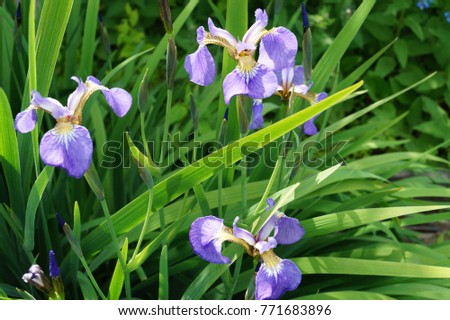 garden blue irises Royalty-Free Stock Photo #771683896