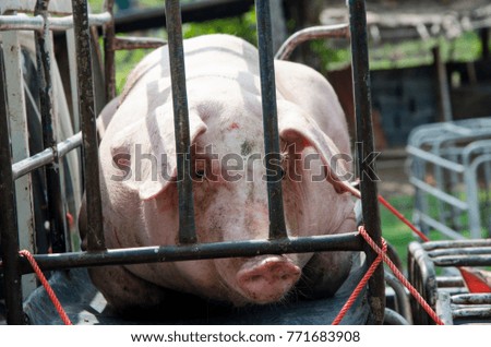 pig prepare for sale