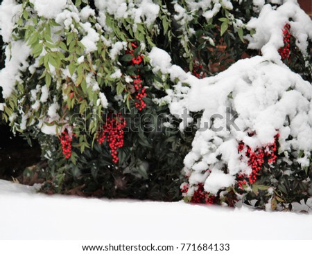 heavy snow on red berry bushes
