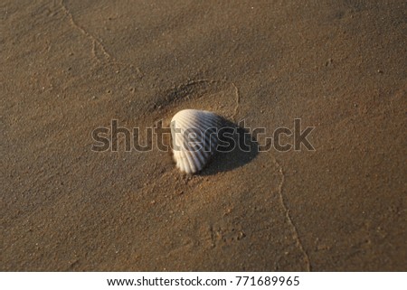 A single white shell on wet beach sand. Precise focus, close up, centered. A curios line on the sand crosses the main diagonal of the picture. Afternoon sun casts a very light shadow on the right. 